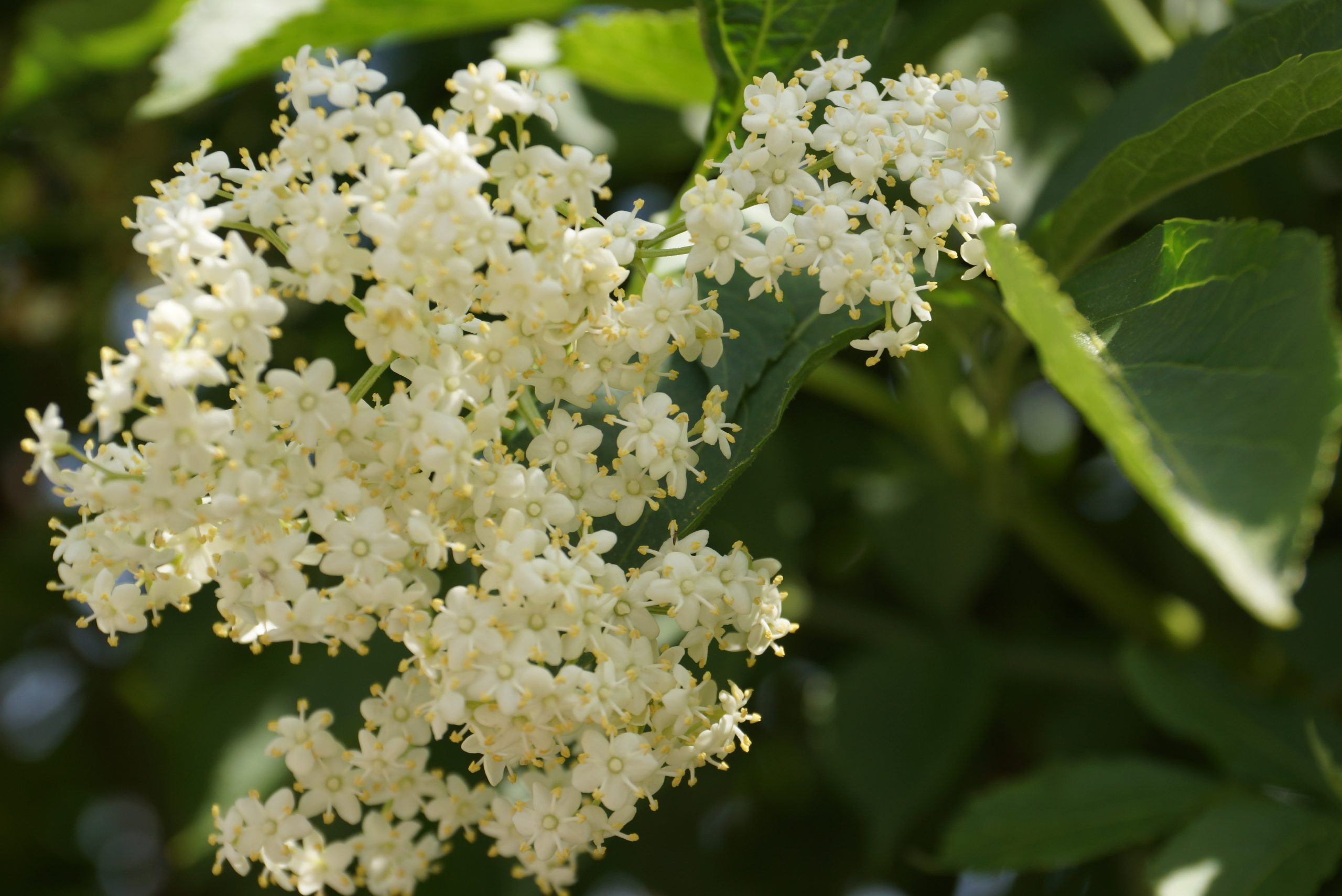 Everything about elderberry – with recipe for elderflower syrup